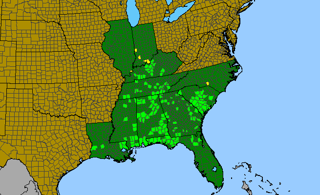 The range of Gaura filipes